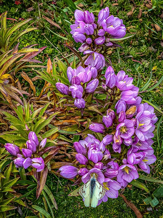 Ecuador Climbing and Hiking, "Nototriche pichinchensis"