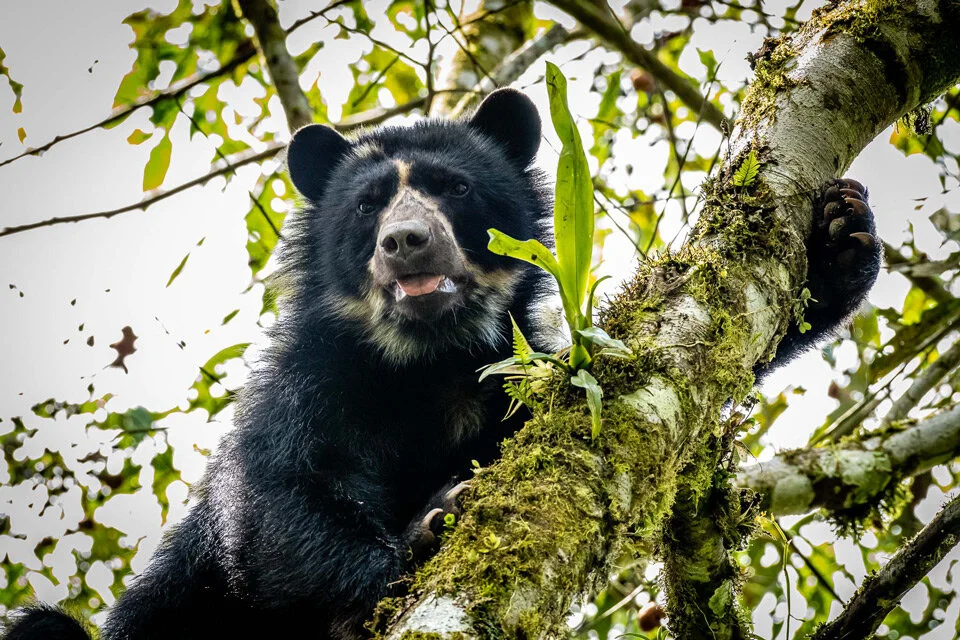 Ecuador Birding & Photography, "Spectacled Bear"
