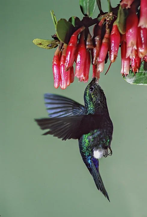 Ecuador Hummingbird Photo Workshops, "Black-breasted Puffleg"