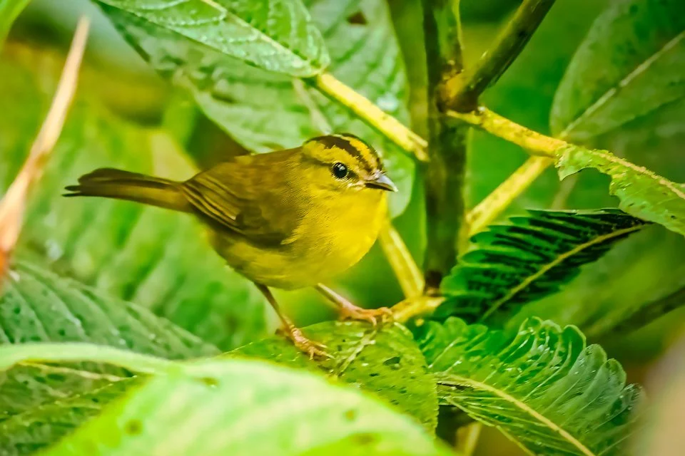 Colombia Feathers & Colors, "Choco Warbler"