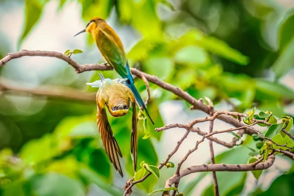 Philippines Birding & Photography,"Blue-tailed Bee-eater"