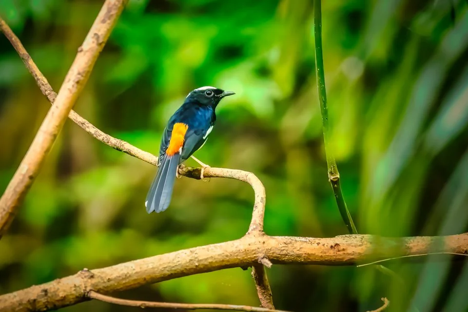 Philippines Birding & Photography, "White-browed Shama"