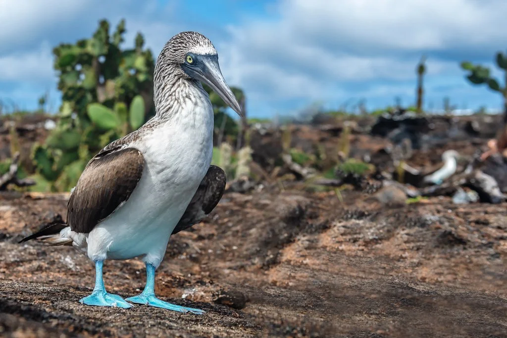 Galapagos Birding & Photography, "Blue-footed Booby". Isabela
