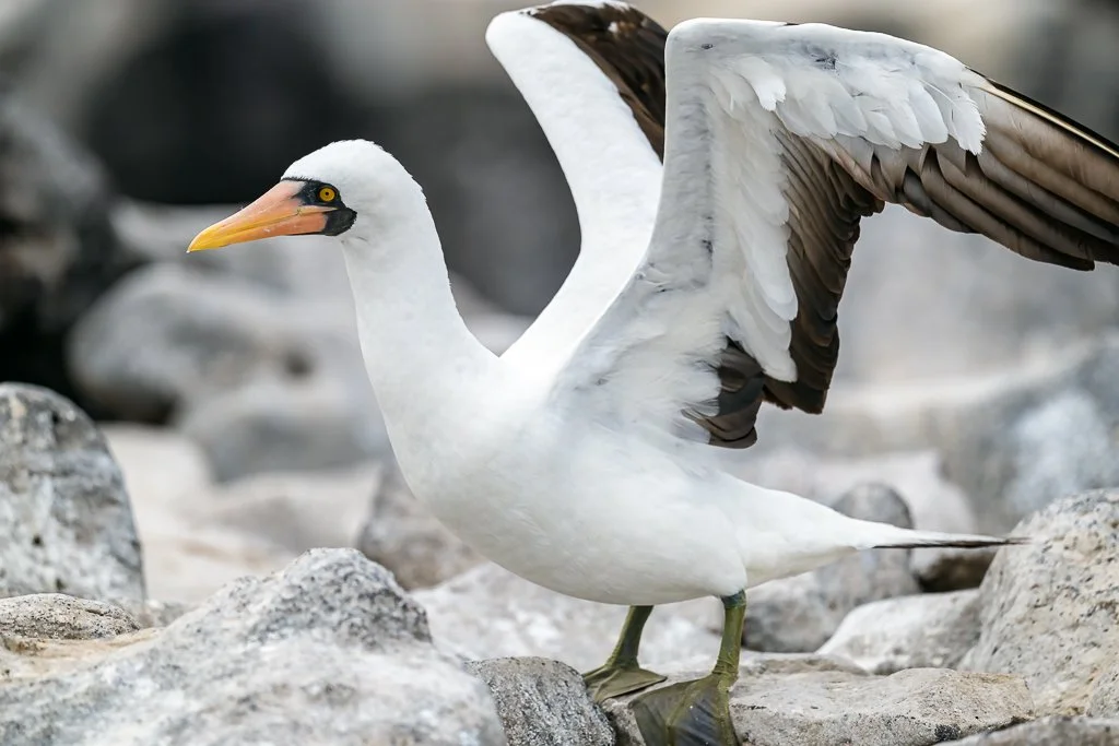 Galapagos Birding & Photography, "Nazca Boobie". Española.