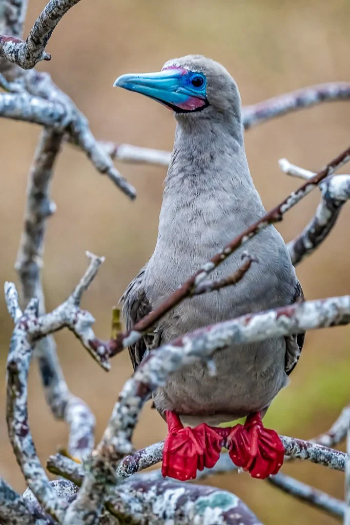 Galapagos Birding & Photography, "Red-footed Boobie" Genovesa.
