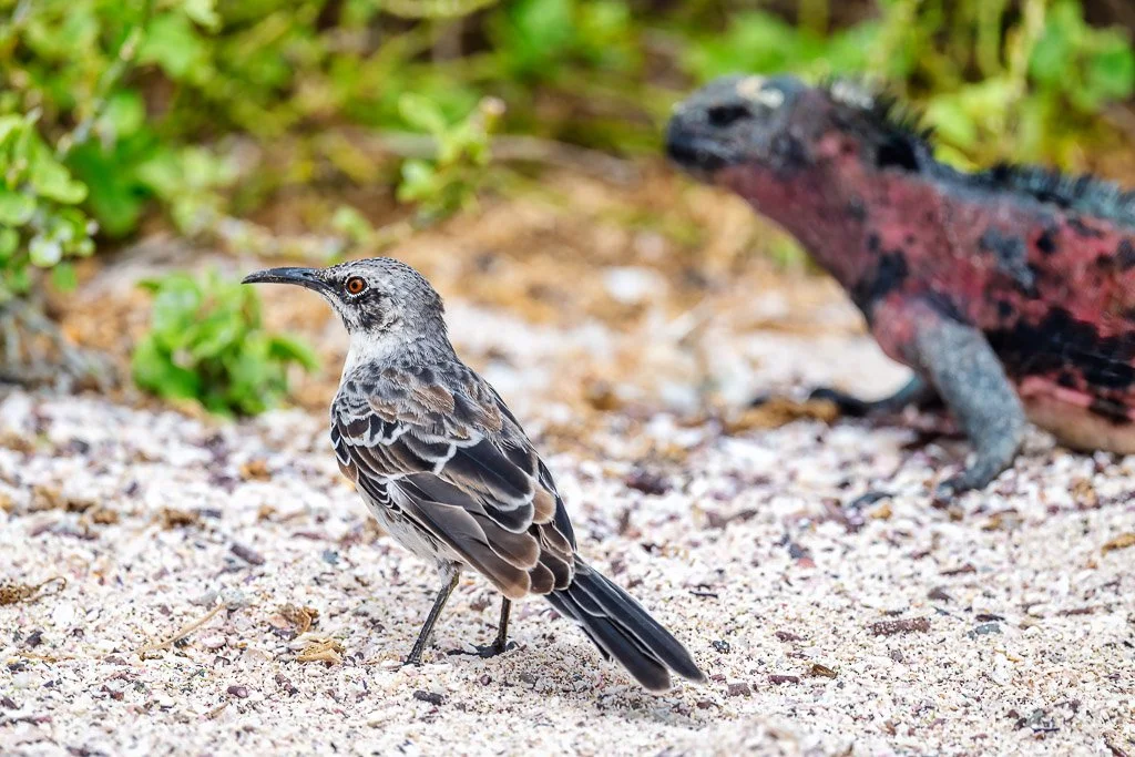 Galapagos Birding & Photography, "Española Mocking Bird"