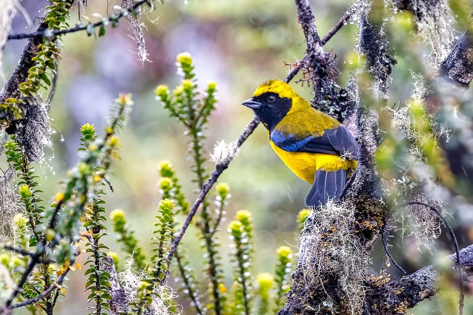 Ecuador Birding & Photography, "Masked Mountain Tanager"