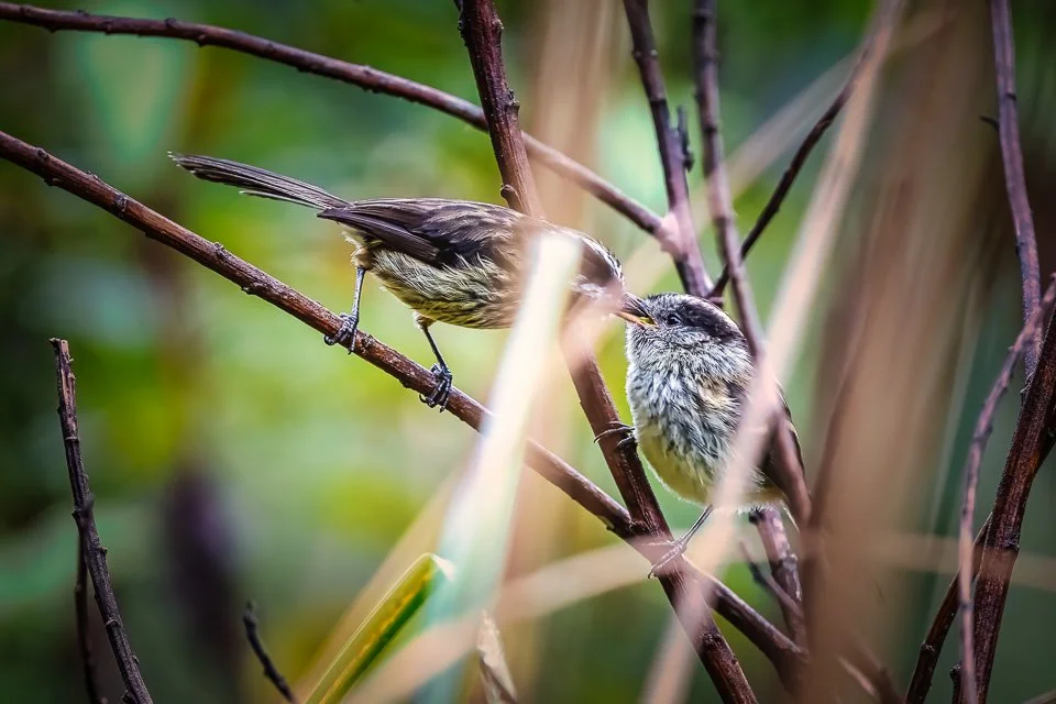 Ecuador Birding & Photography, "Agile Tit Tyrants"