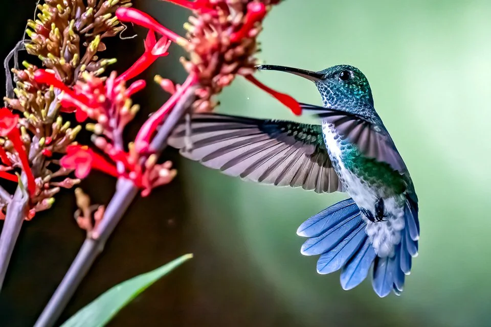 Colombia Feathers & Colors, "Glitterin-throated Emerald"