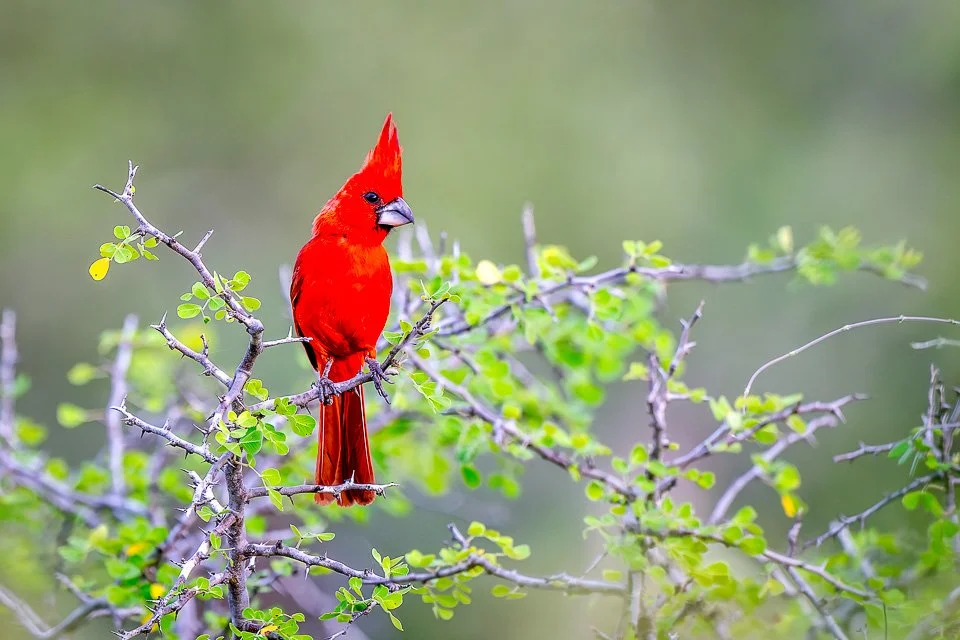 Colombia Feathers and Colors, "Vermilion Cardinal"