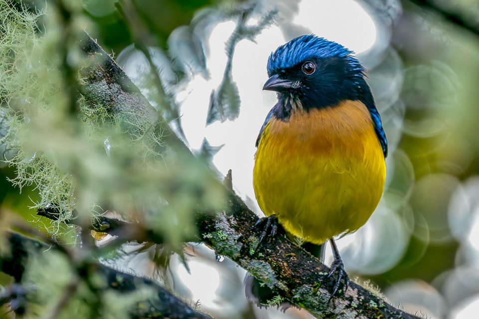 Colombia Feathers and Colors, "Buff-breasted Mountain-Tanager"