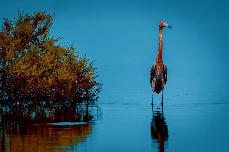 Colombia Feathers and Colors, "Reddish Egret"