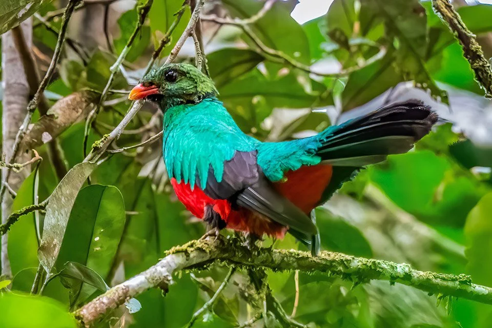 Colombia Feathers & Colors, "Pavonine Quetzal"