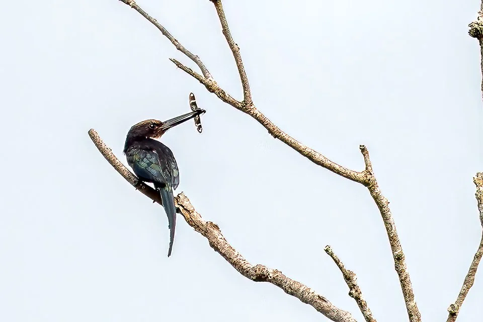 Colombia Feathers & Colors, "Paradise Jacamar"