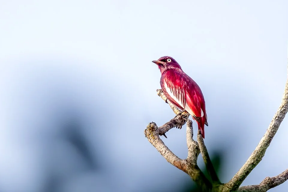 Colombia Feathers & Colors, "Pompadour Cotinga"