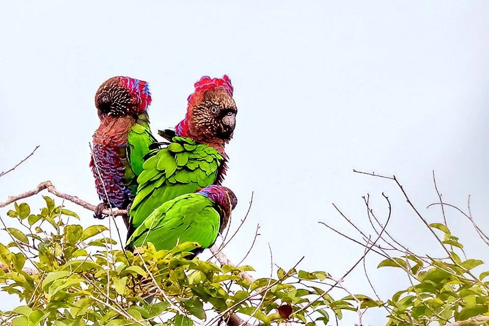 Colombia Feathers & Colors, "Red-fan Parrot"