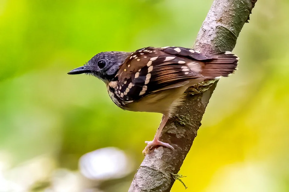 Spot.backed Antbird.jpg