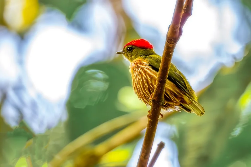 Colombia Feathers & Colors, "Striated Manakin"