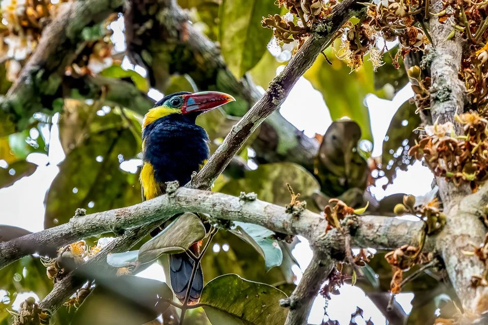Colombia Feathers & Colors, "Yellow-tuffted" Toucanet