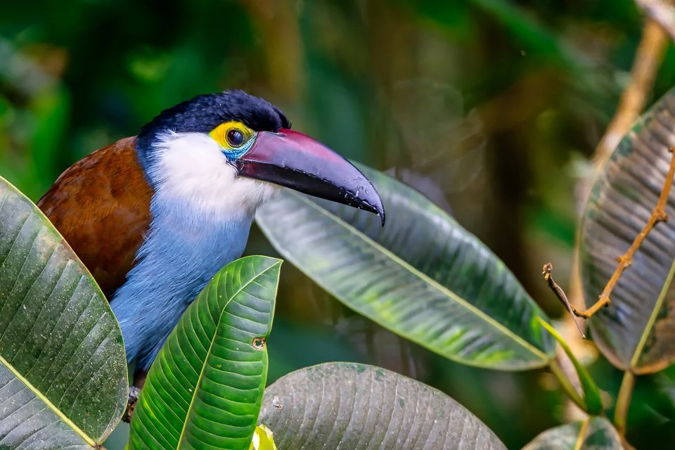 Colombia Feathers & Colors, "Black-billed Mountain Toucan"