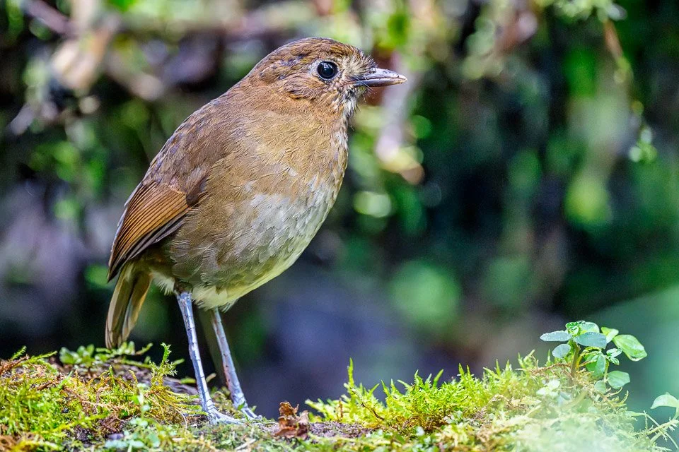 Colombia Feathers & Colors, "Brown-banded Antpitta"