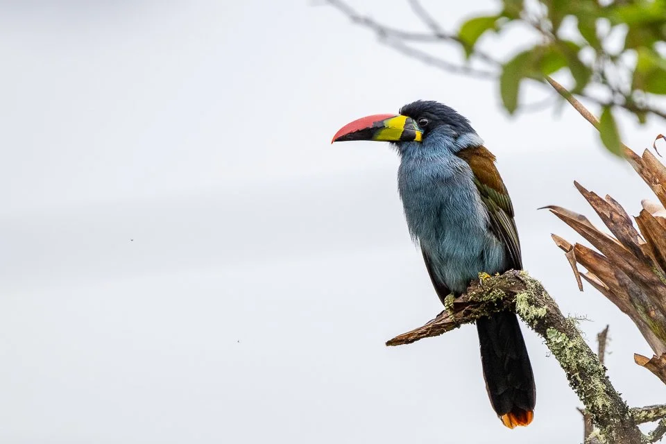 Colombia Feathers & Colors, "Gray-breasted Mountain Toucan"