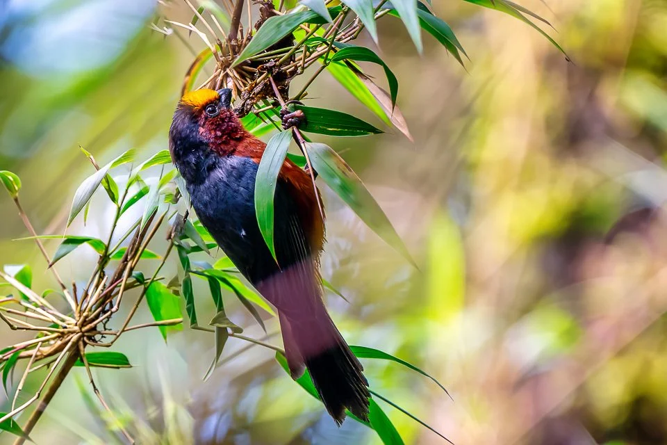 Colombia Feathers & Colors, "Plushcap)