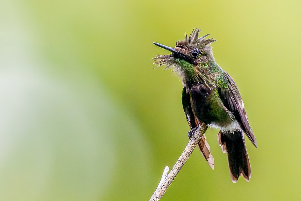 Ecuador Hummingbird Photo Workshops, "Butterfly Coquette"