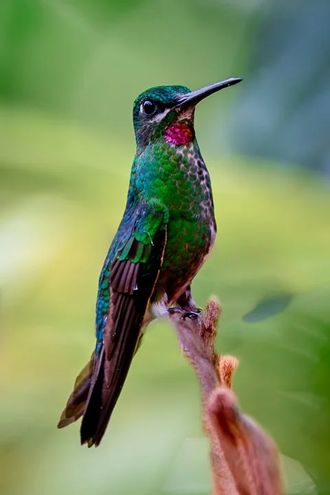 Ecuador Hummingbird Photo Workshops, "Pink-throated Brilliant"