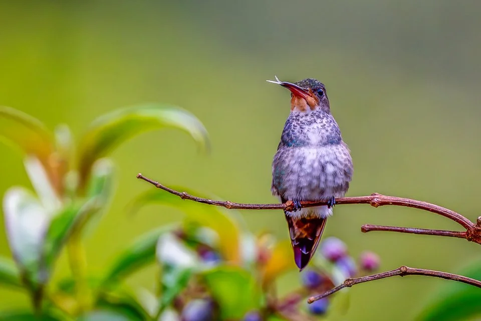 Ecuador Hummingbird Photo Workshops, "Rufous-throated Sapphire F."