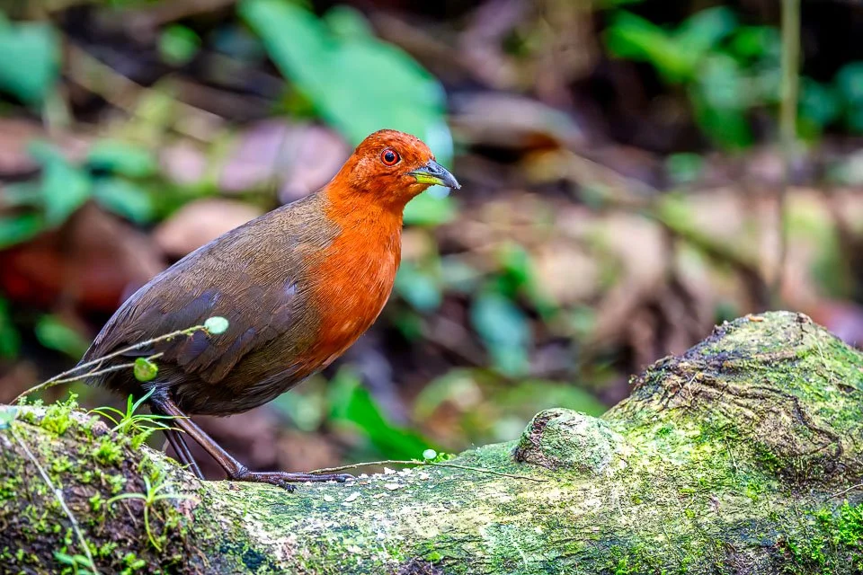 Ecuador Birding & Photography, "Chestnut-headed Crake)