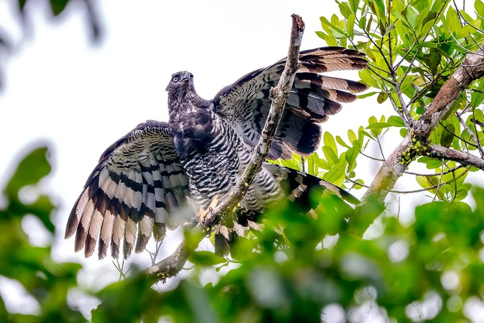 Ecuador Birding & Photography, "Crested Eagle"
