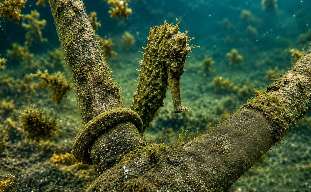 Galapagos Birding & Photography, "Sea Horse"