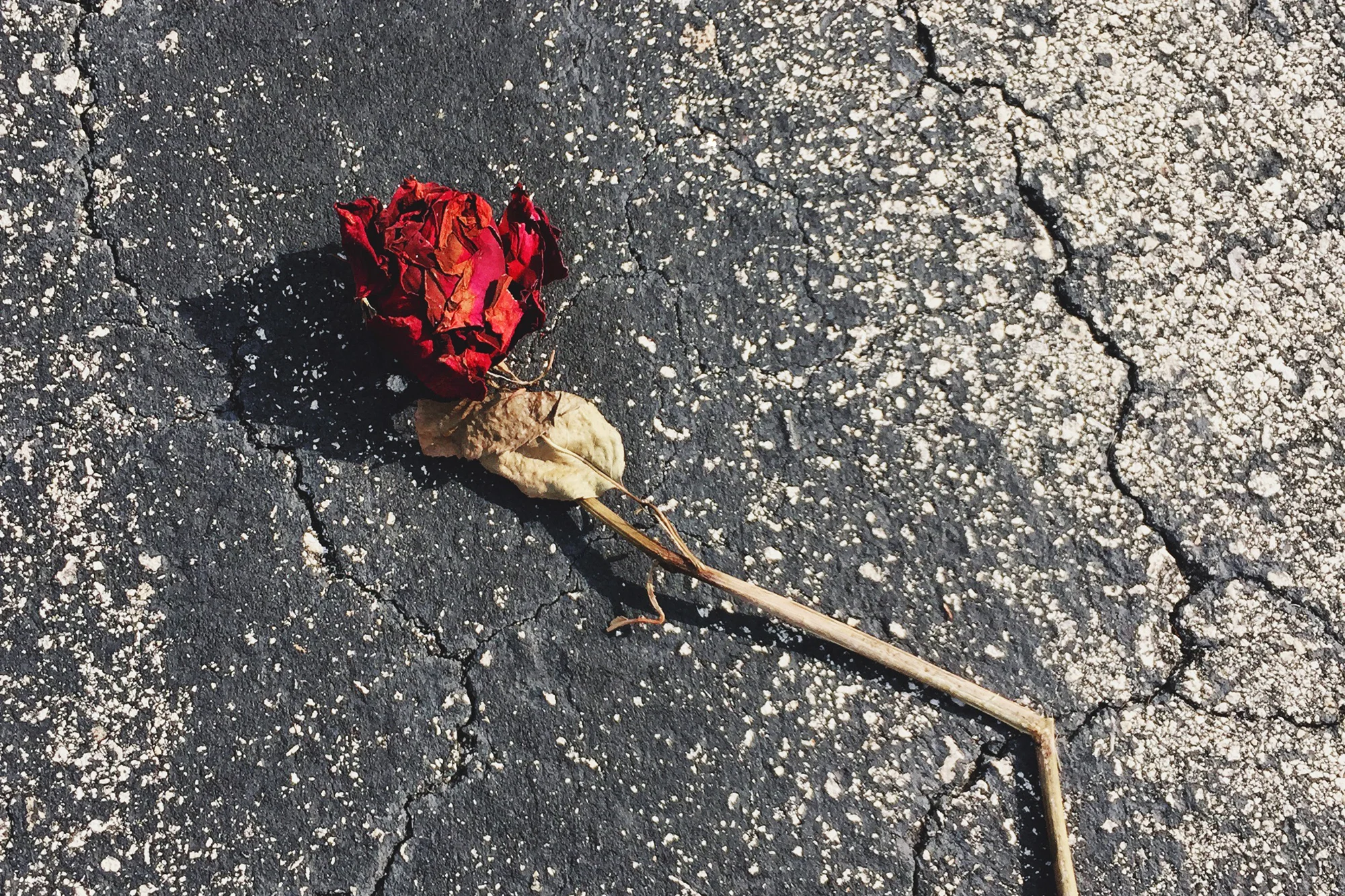 ©2015 Trudy | Drift Sojourn