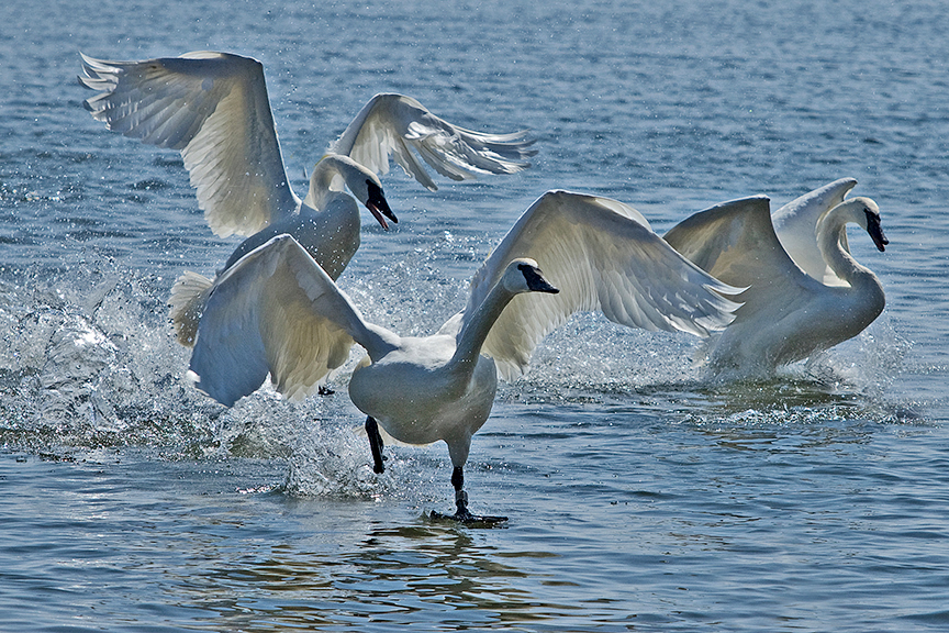 Lightfoot - Trumpeter trio.jpg