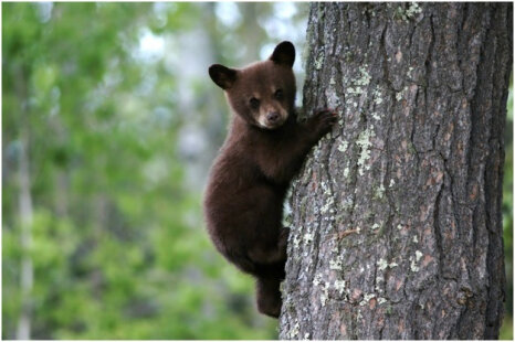 Manitoba Bear Rehabilitation Center