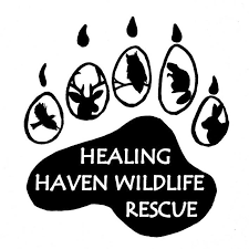 Healing Haven Wildlife Rescue Inc.png