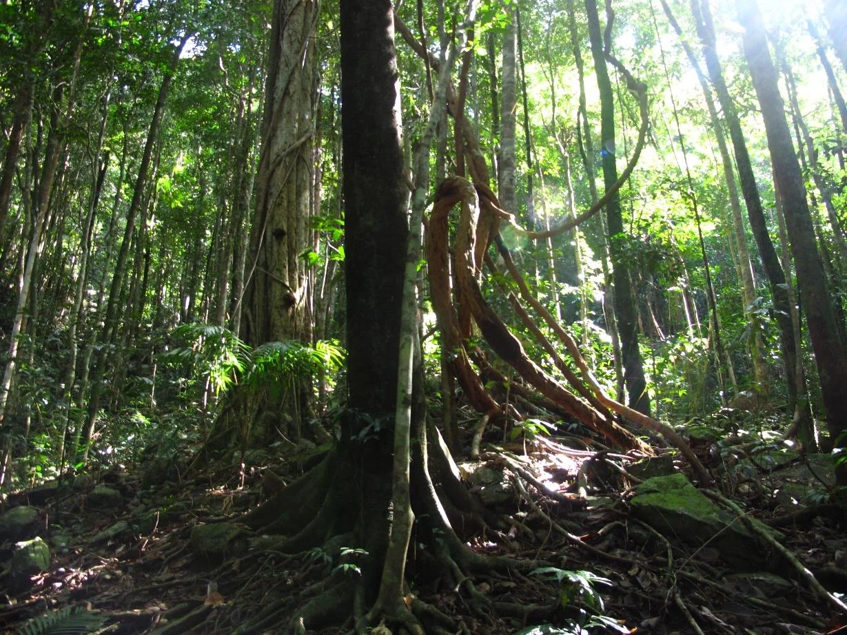 Lowland tropical forests in north-east Queensland, stewarded by Eastern Kuku-Yalanji People for millennia, and now part of an Indigenous Protected Area and World Heritage Site. Photo: R. Hill