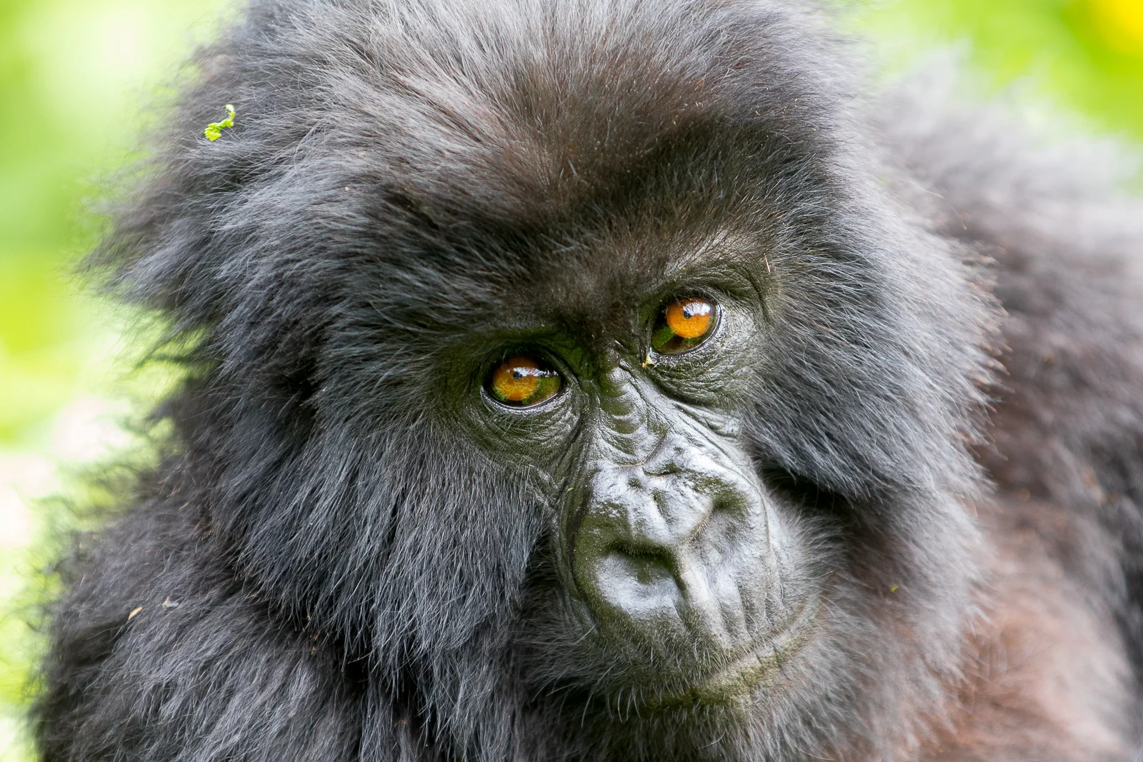 Mountain Gorilla in Virunga