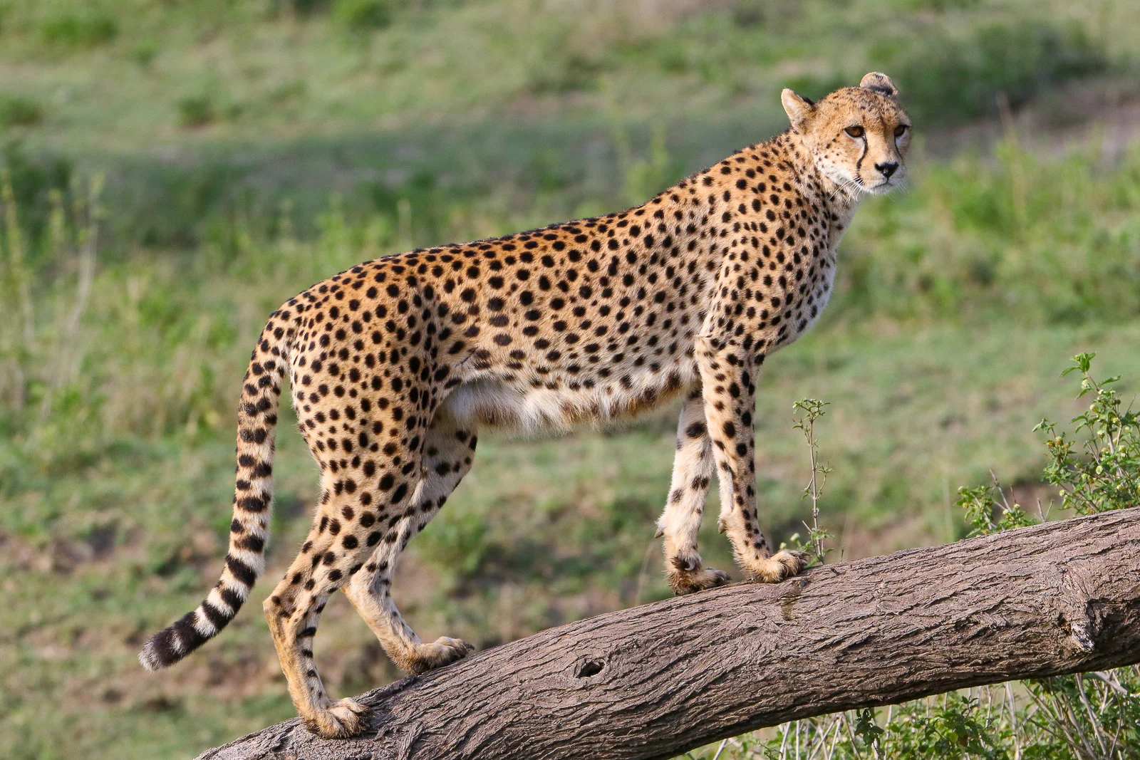 Serengeti Feline