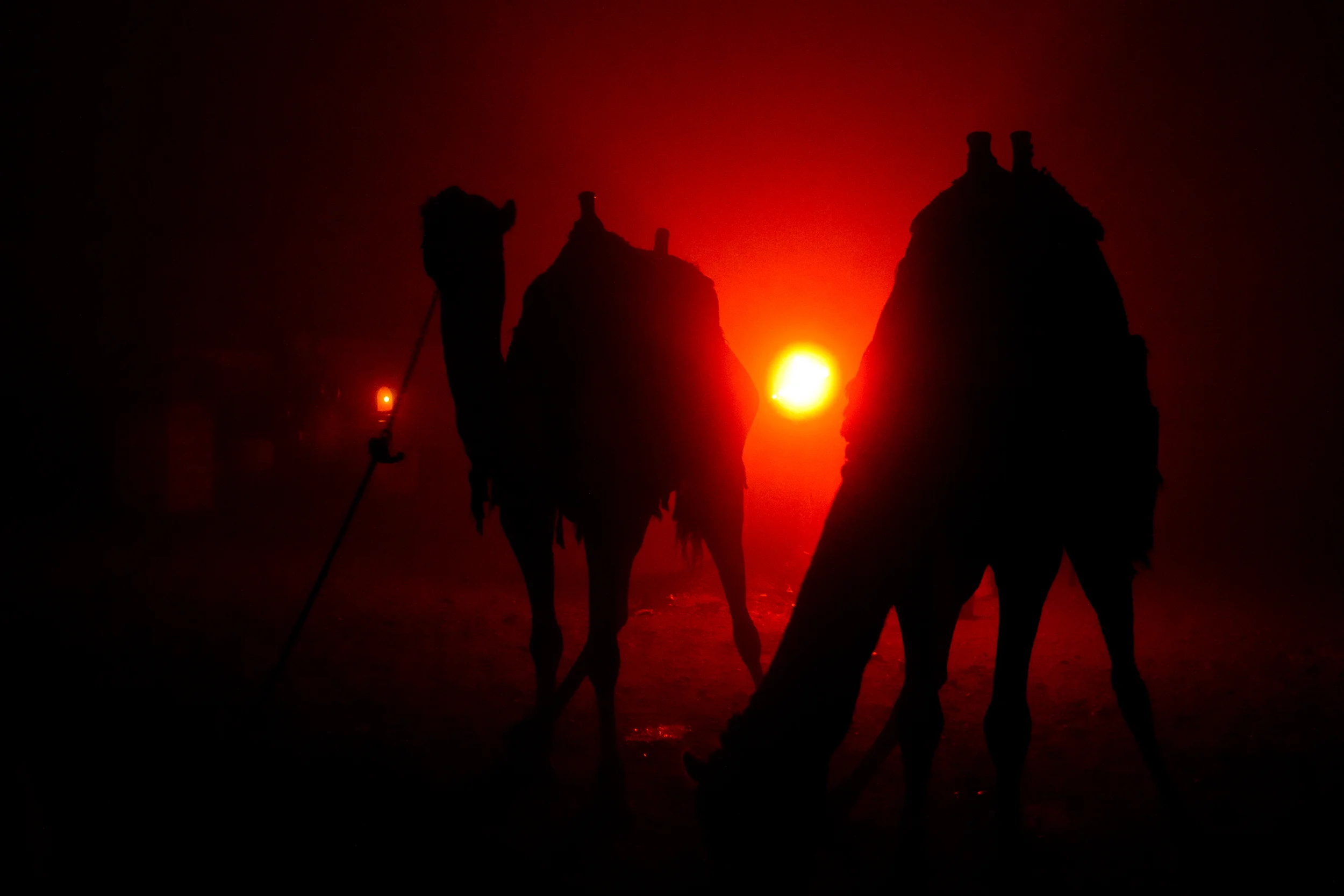 Camels at night, Egypt