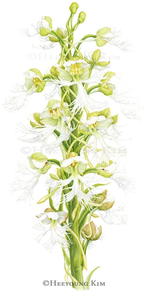 Eastern Prairie Fringed Orchid, Platanthera leucophaea,