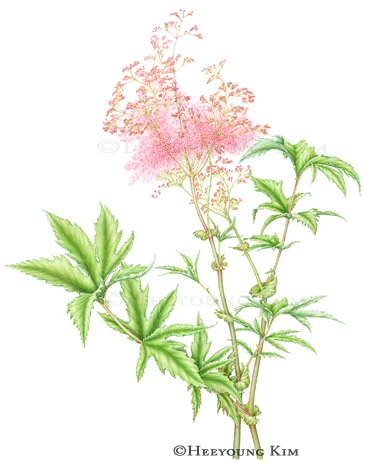 Queen-of-the-Prairie, Filipendula rubra