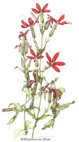 Royal Catchfly, Silene regia