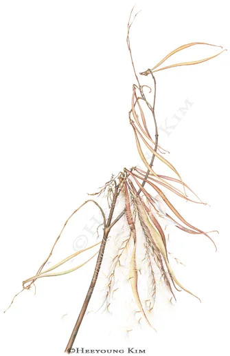 Indian Hemp, Apocynum cannabinum