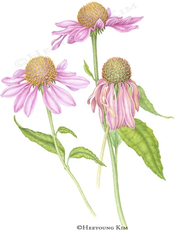 Purple Coneflower, Echinacea purpurea