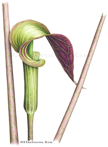 Jack-in-the-Pulpit, Arisaema triphyllum