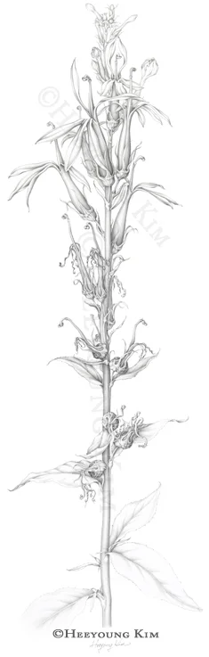 Cardinal Flower, Lobelia cardinalis