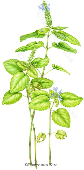Heart-leaved Skullcap, Scutellaria ovara