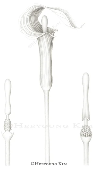 Jack-in-the-Pulpit pencil study 2, Arisaema triphyllum